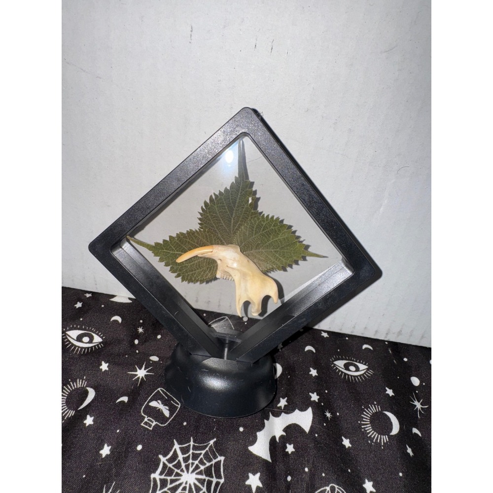 Muskrat jaw floating frame taxidermy‎ oddities art